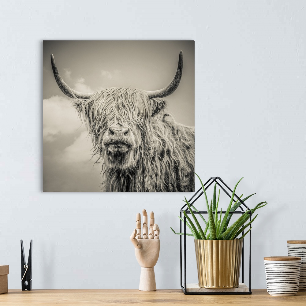 A bohemian room featuring Close up of Highland cattle on a farm. England.