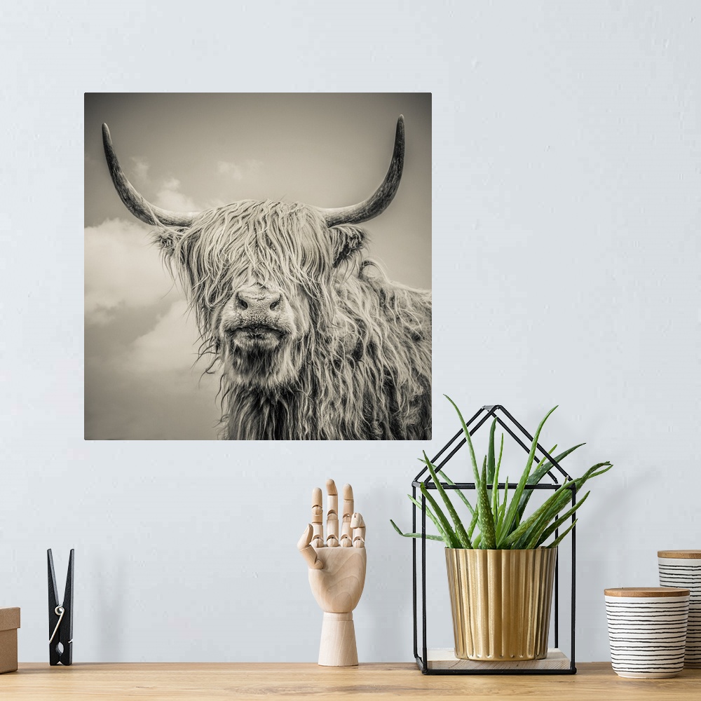 A bohemian room featuring Close up of Highland cattle on a farm. England.