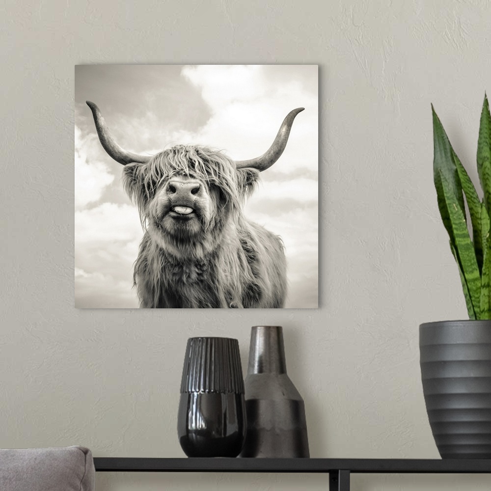 A modern room featuring Close up of Highland cattle on a farm. England.