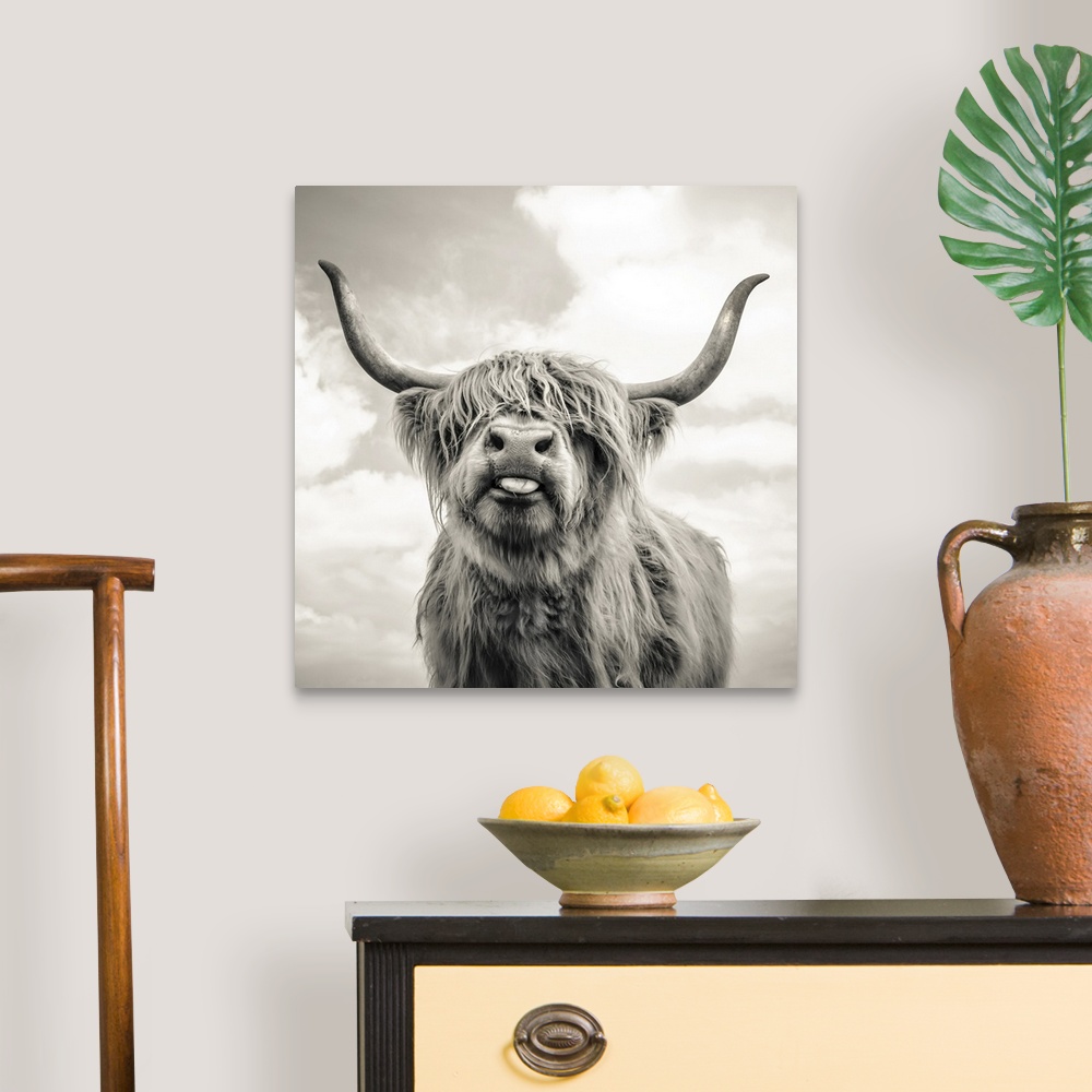 A traditional room featuring Close up of Highland cattle on a farm. England.