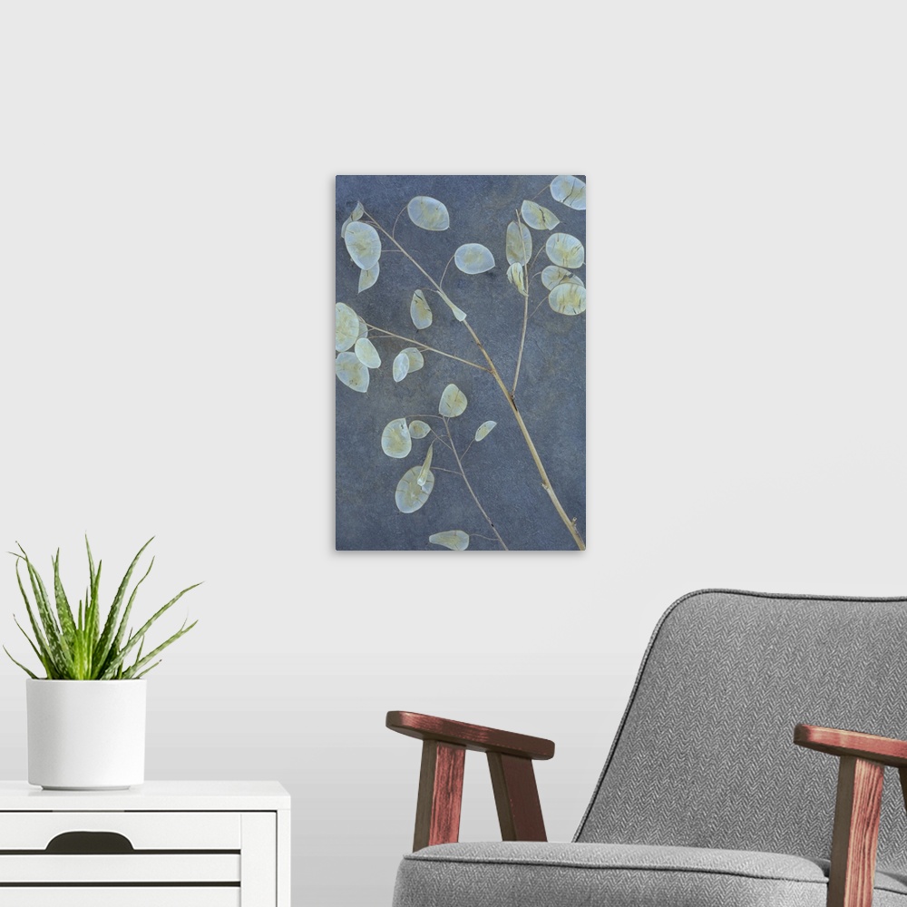 A modern room featuring Two stems of Honesty or Lunaria with their dried flat silver discs for seedpods lying on grey slate