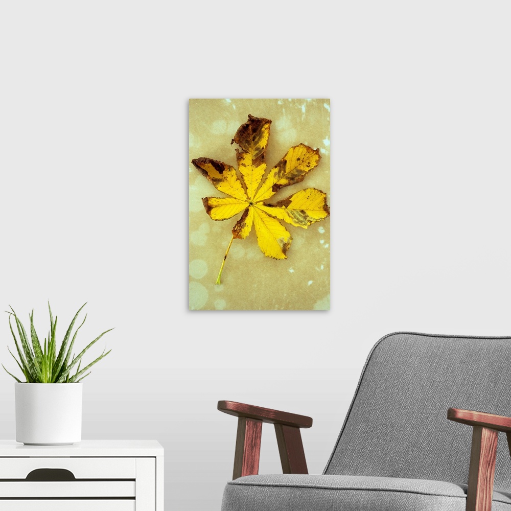 A modern room featuring Yellow and brown autumn leaf of Horse chestnut or Aesculus hippocastanum tree lying on antique paper