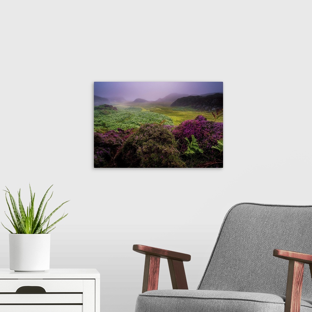 A modern room featuring Foggy weather with purple heather and ferns in a rural landscape scene on the isle of Mull in Sco...