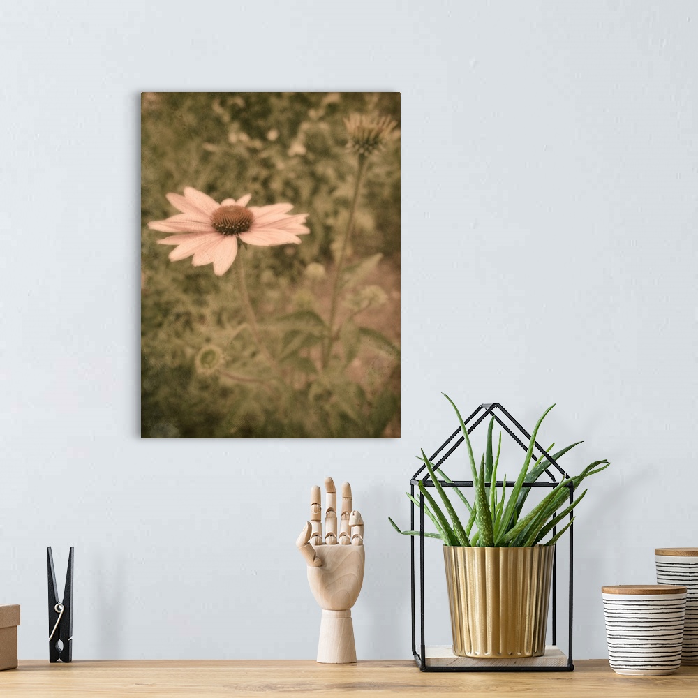 A bohemian room featuring Close up of pink daisy in garden