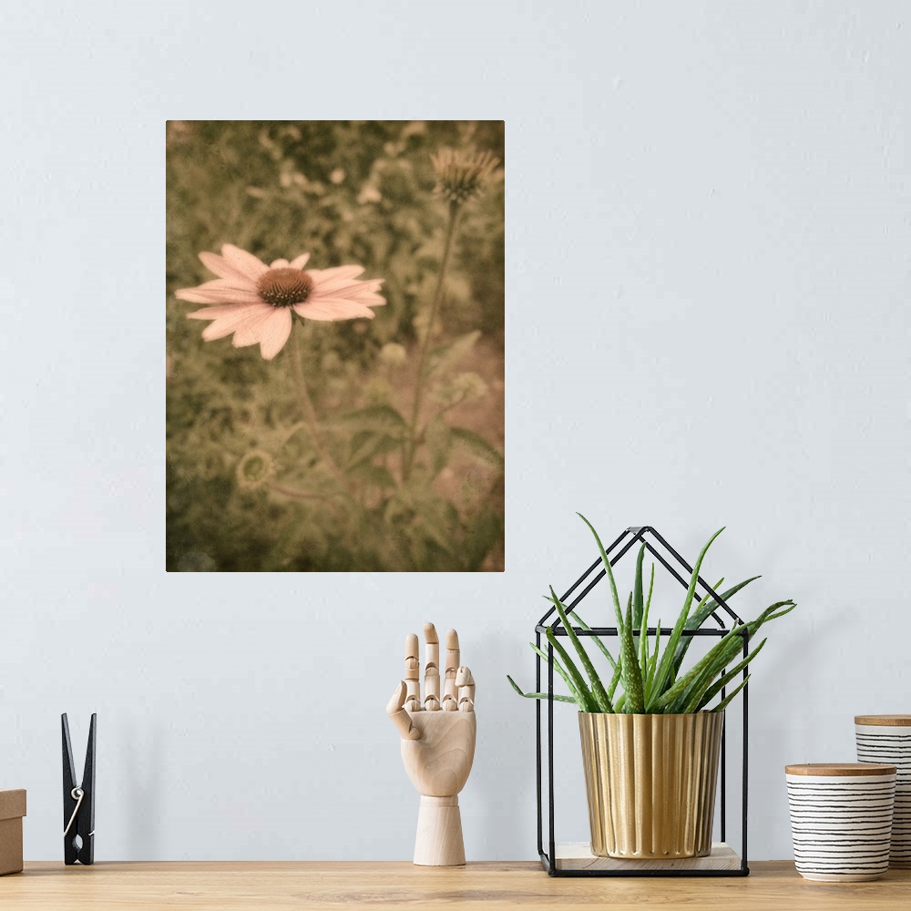 A bohemian room featuring Close up of pink daisy in garden