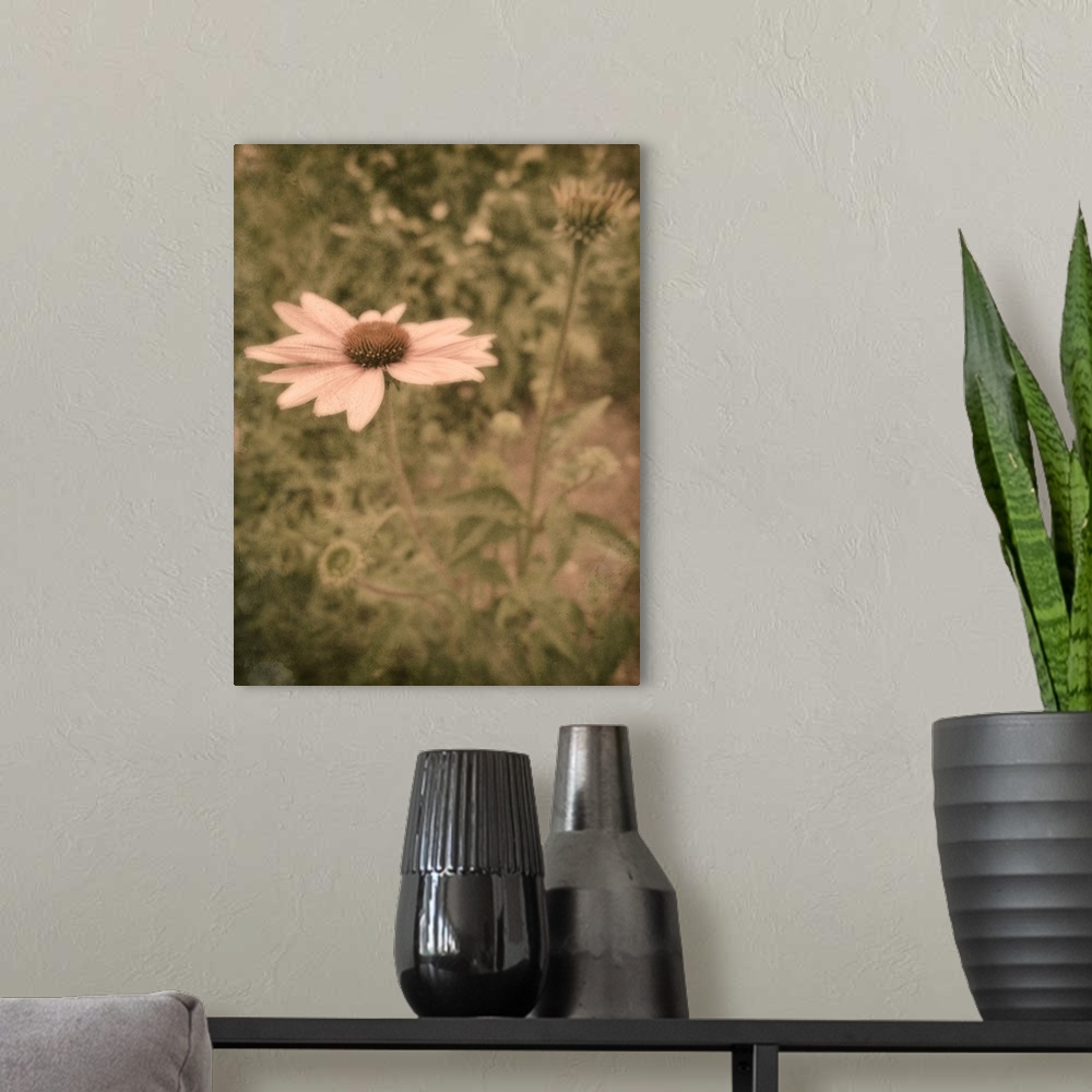 A modern room featuring Close up of pink daisy in garden