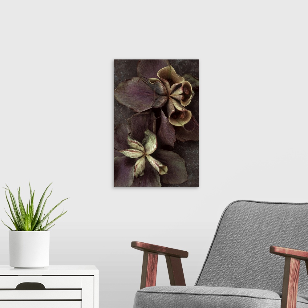 A modern room featuring Two purple dried flowers of Lenten rose or Helleborus orientalis with bursting seedpods lying on ...