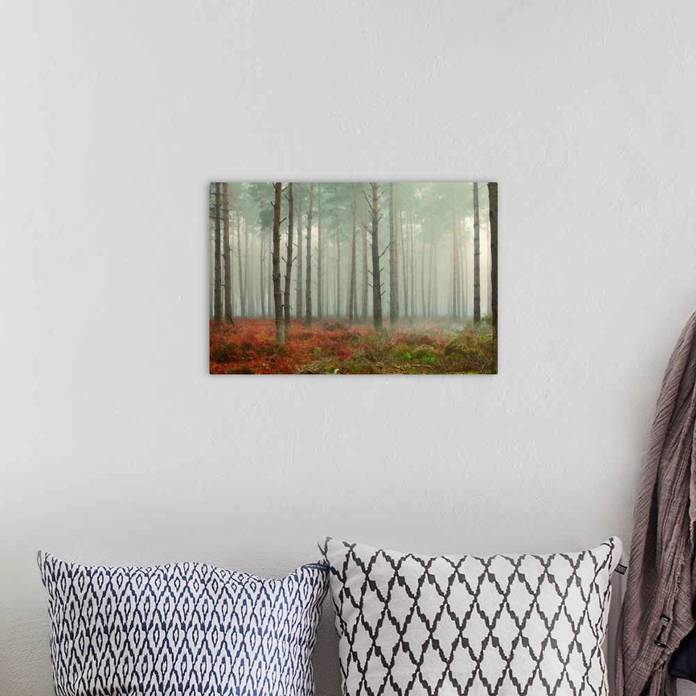 A bohemian room featuring Pine trees in mist at dawn