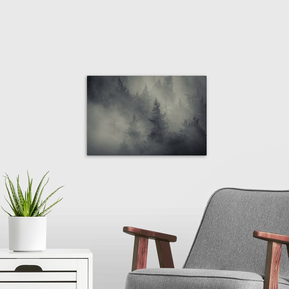 A modern room featuring Trees in the fog.