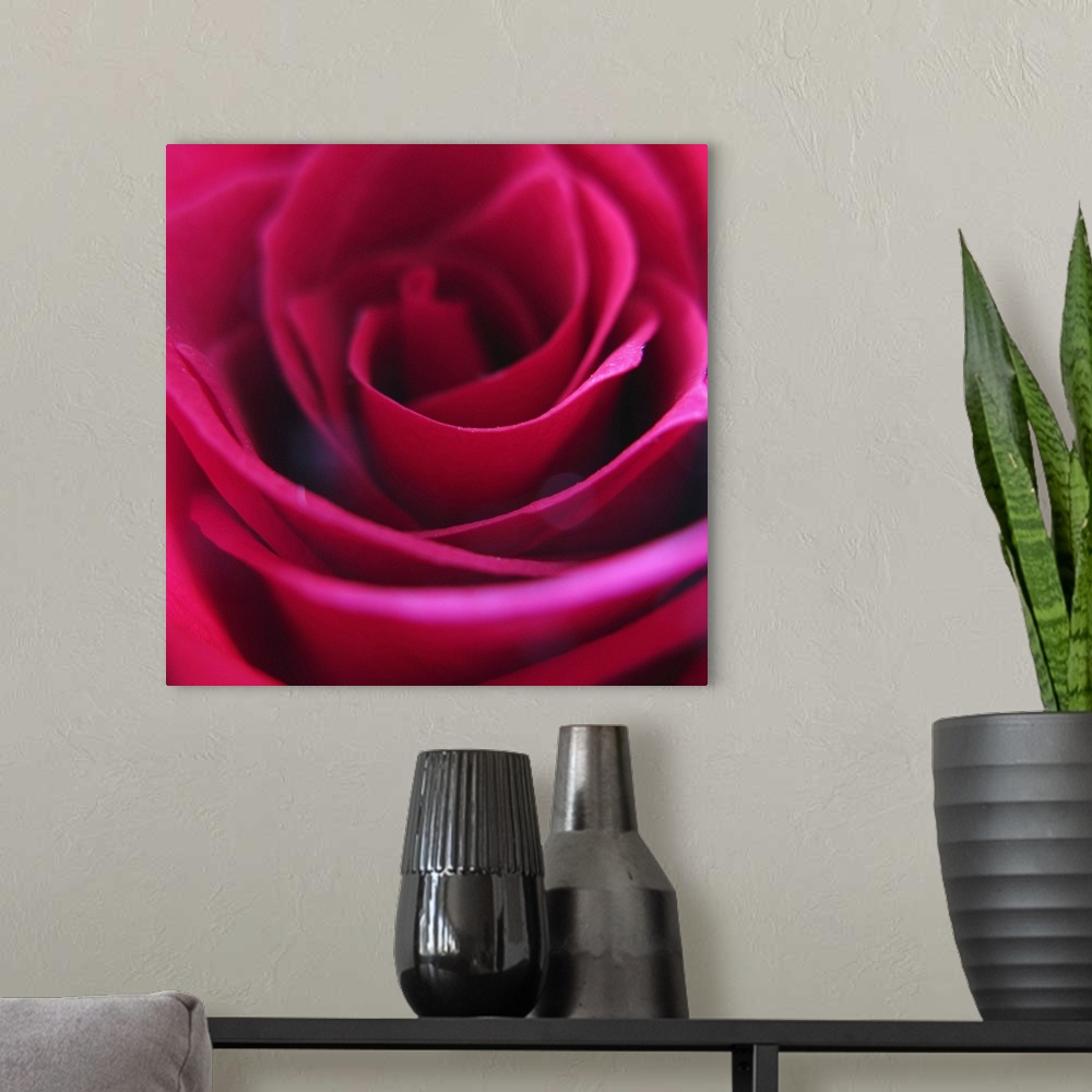 A modern room featuring Macro of a red rose