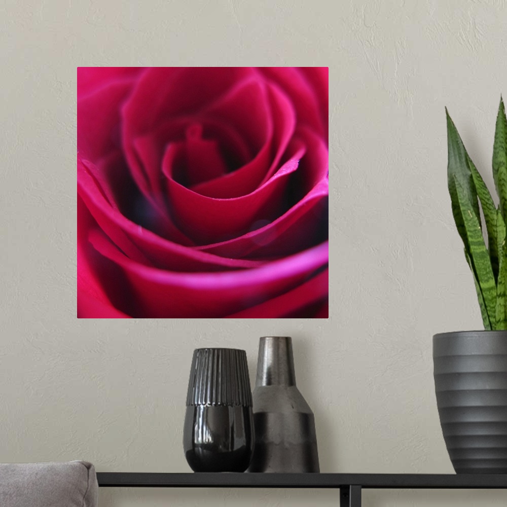 A modern room featuring Macro of a red rose