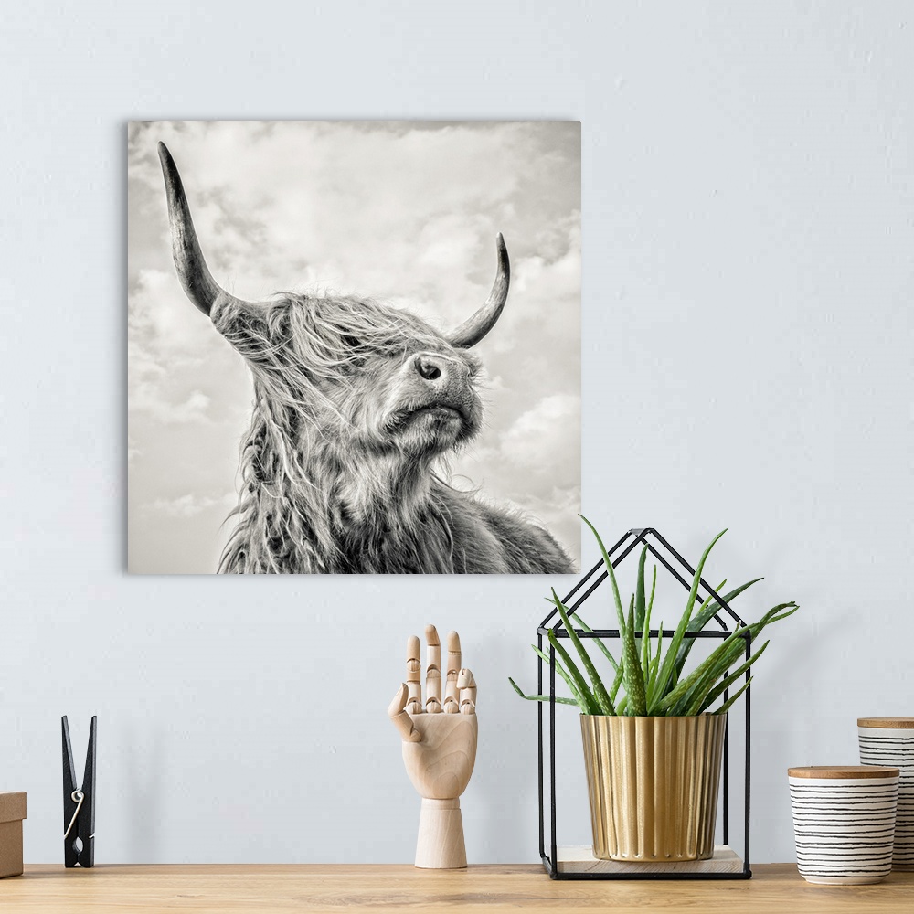 A bohemian room featuring Highland cow with long horns.