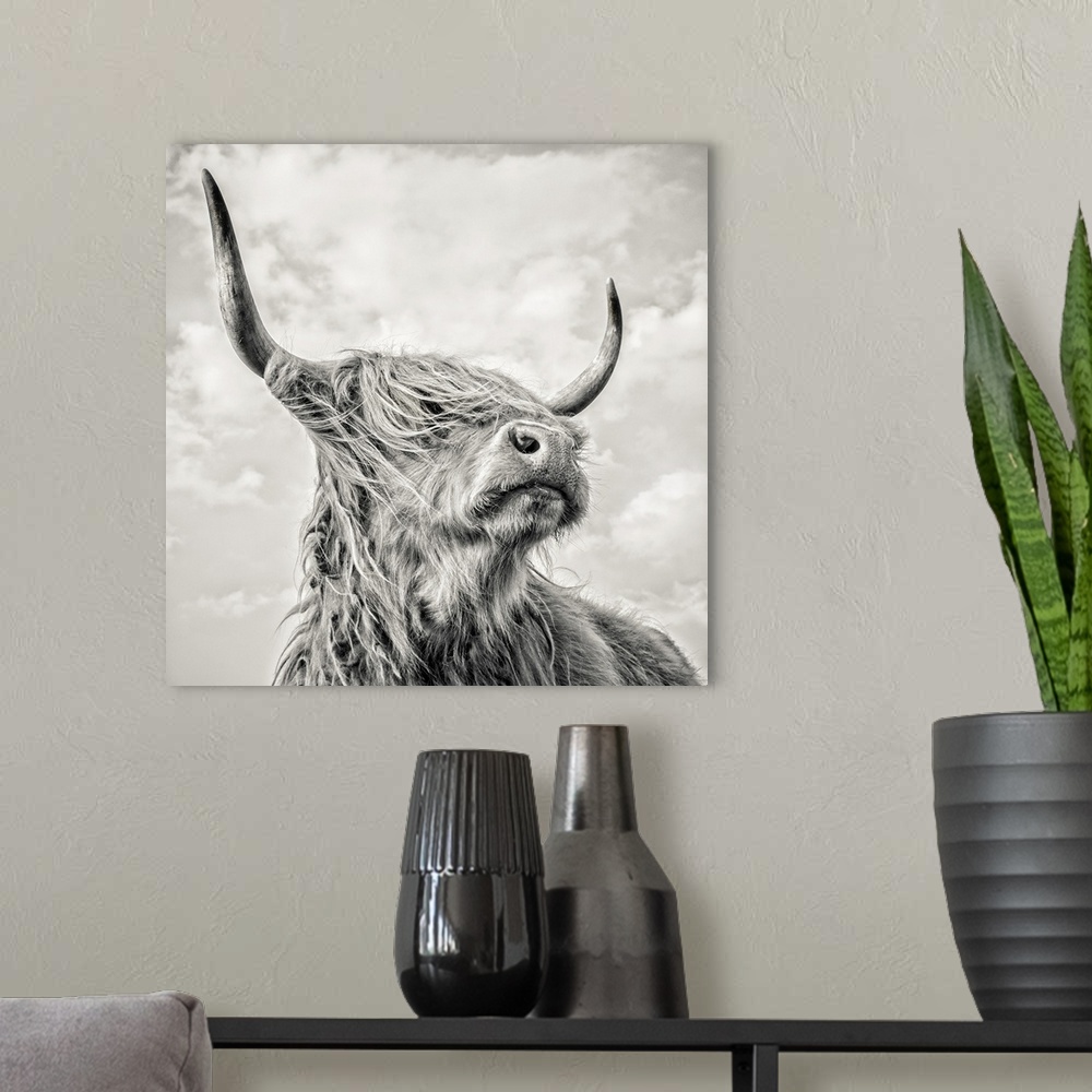 A modern room featuring Highland cow with long horns.