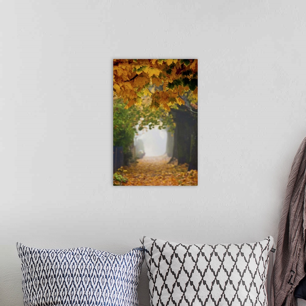 A bohemian room featuring A foggy sidewalk and trees covered with autumn leaves.
