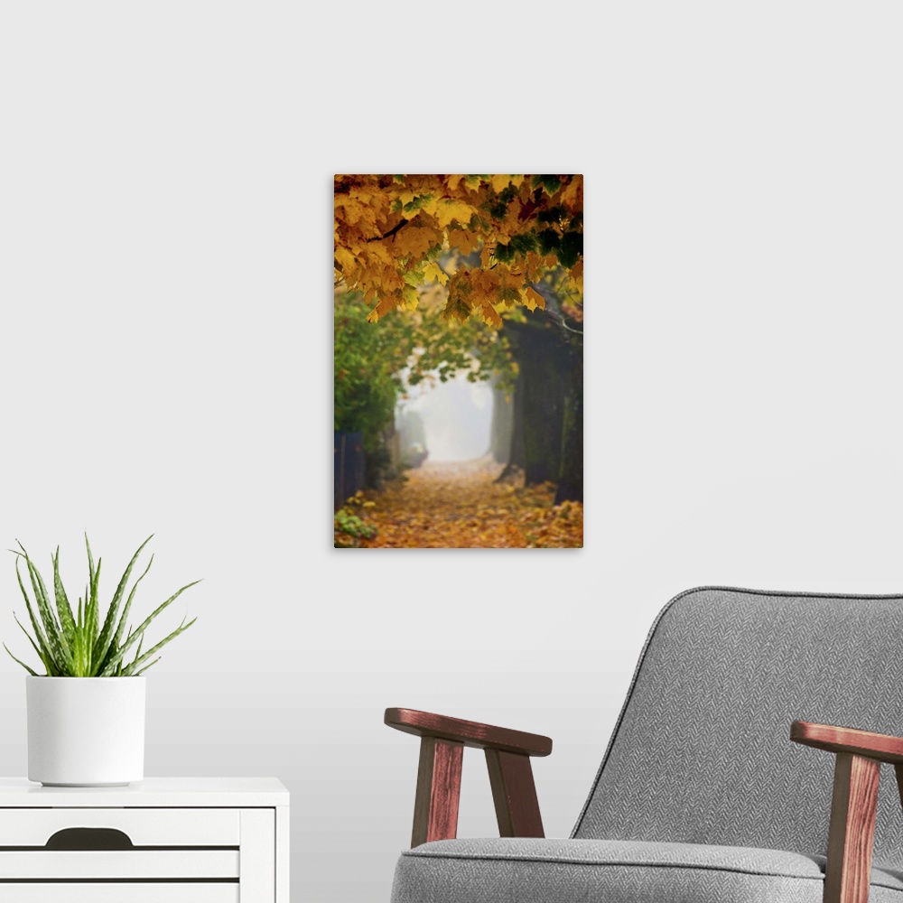 A modern room featuring A foggy sidewalk and trees covered with autumn leaves.