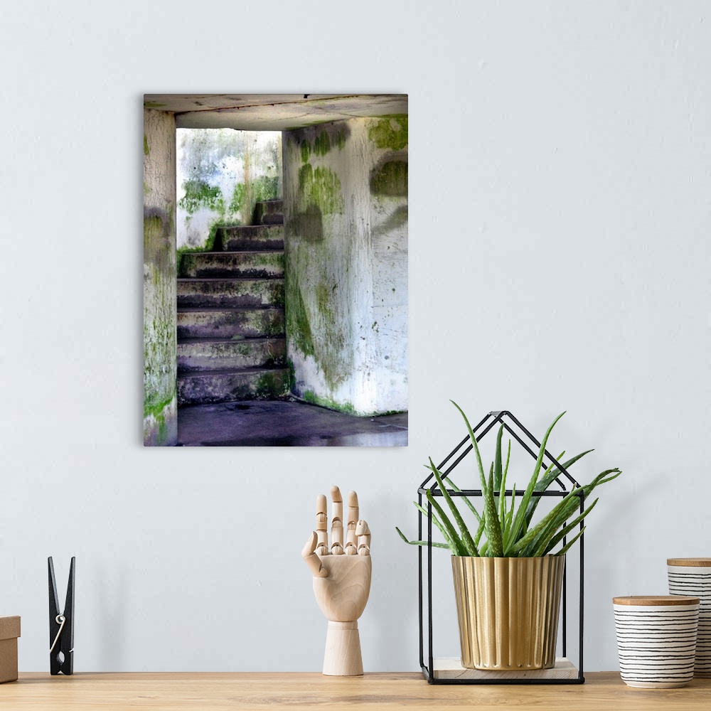 A bohemian room featuring A mossy damp stairway