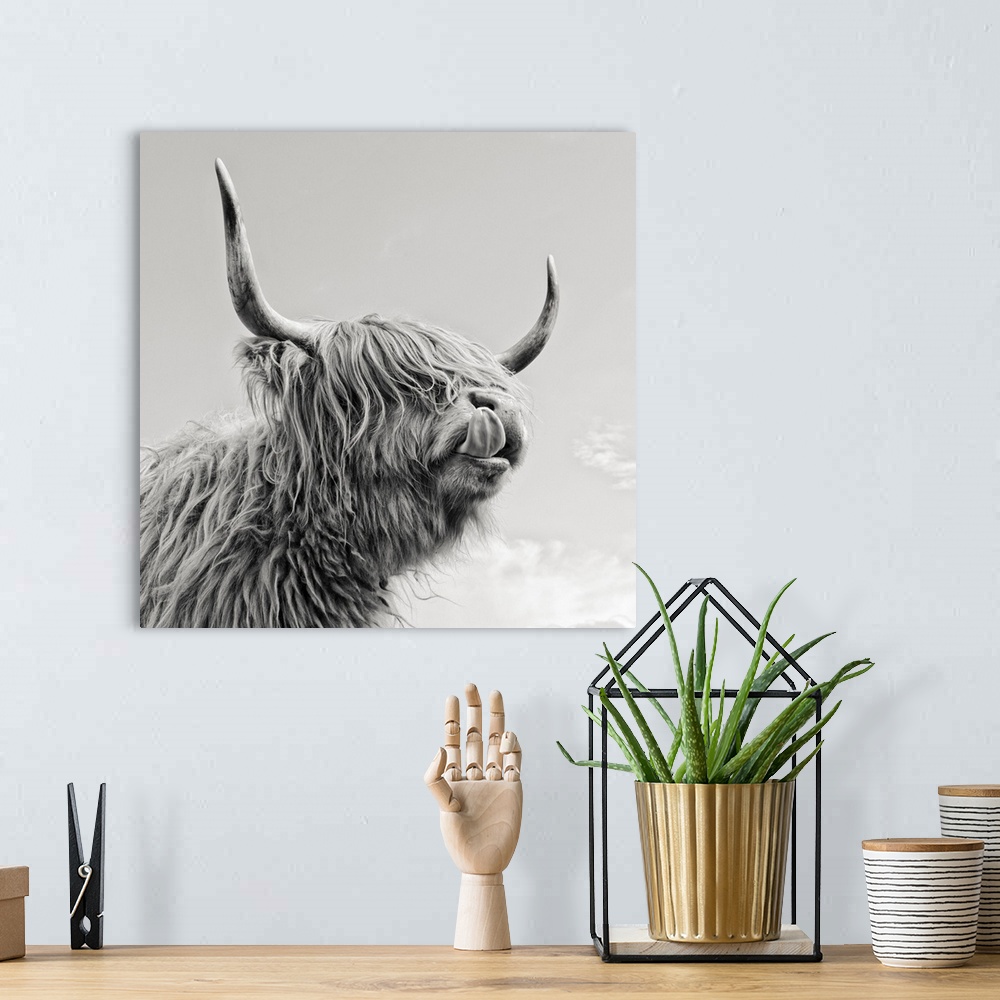 A bohemian room featuring Highland cow with tongue.