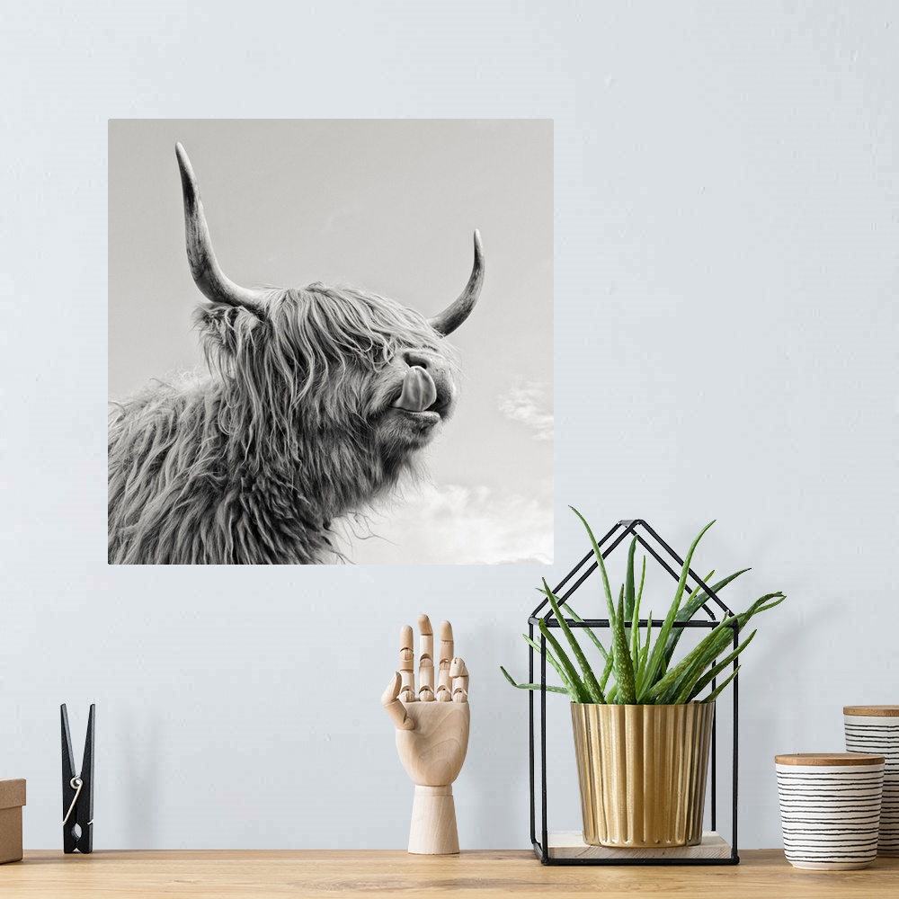 A bohemian room featuring Highland cow with tongue.