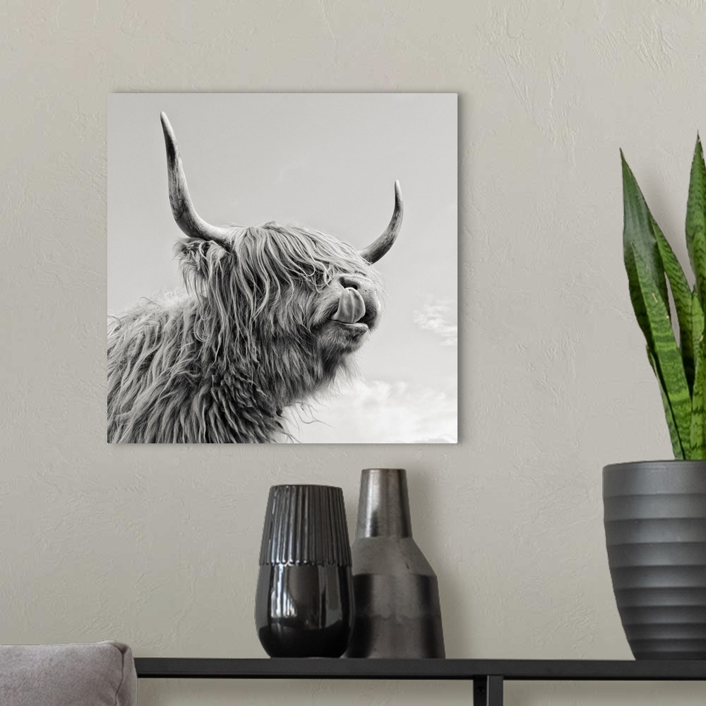 A modern room featuring Highland cow with tongue.