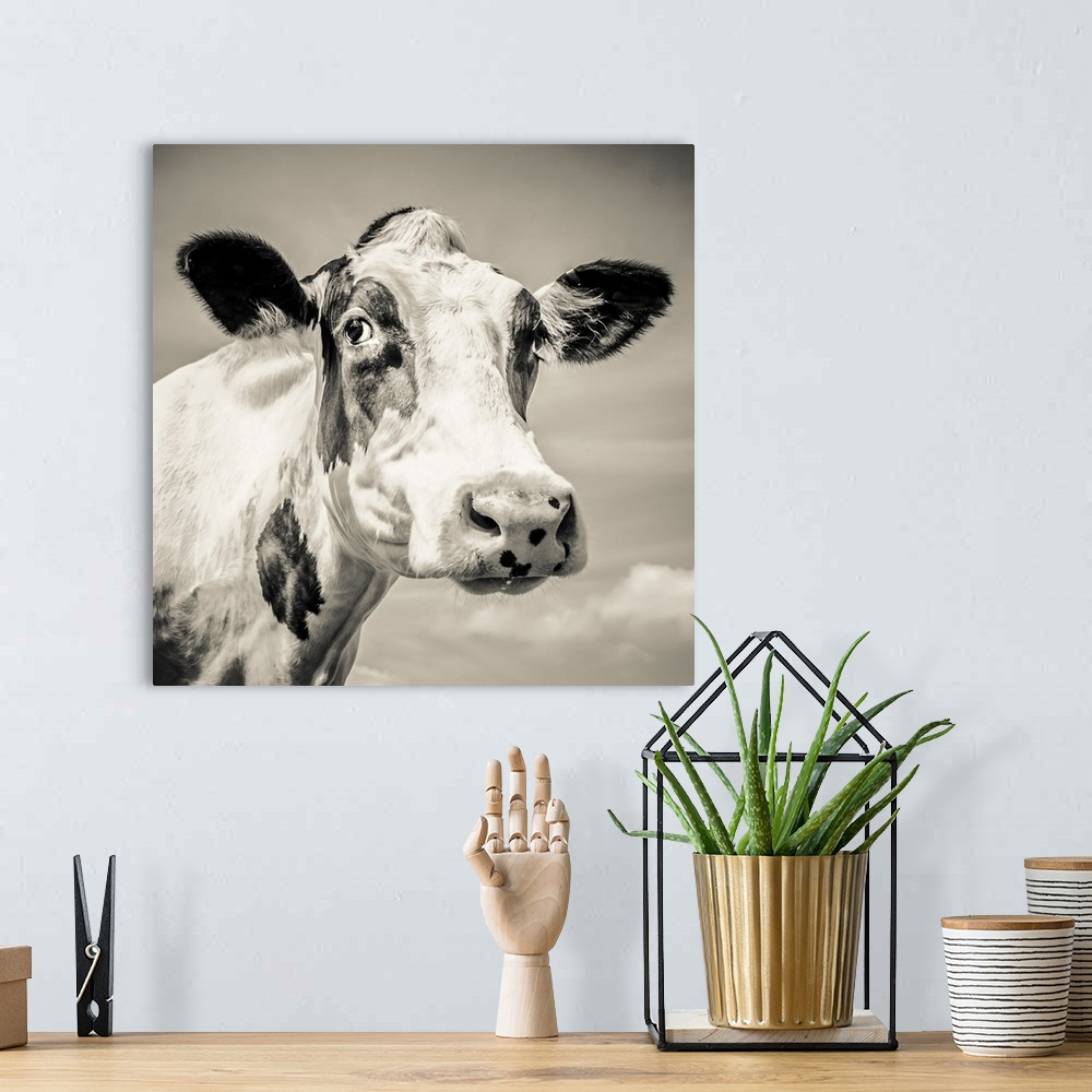 A bohemian room featuring Fresian cow close up. England.