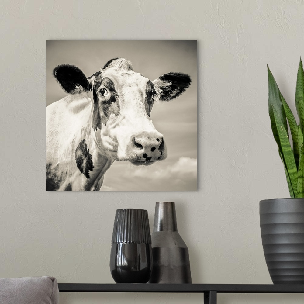 A modern room featuring Fresian cow close up. England.