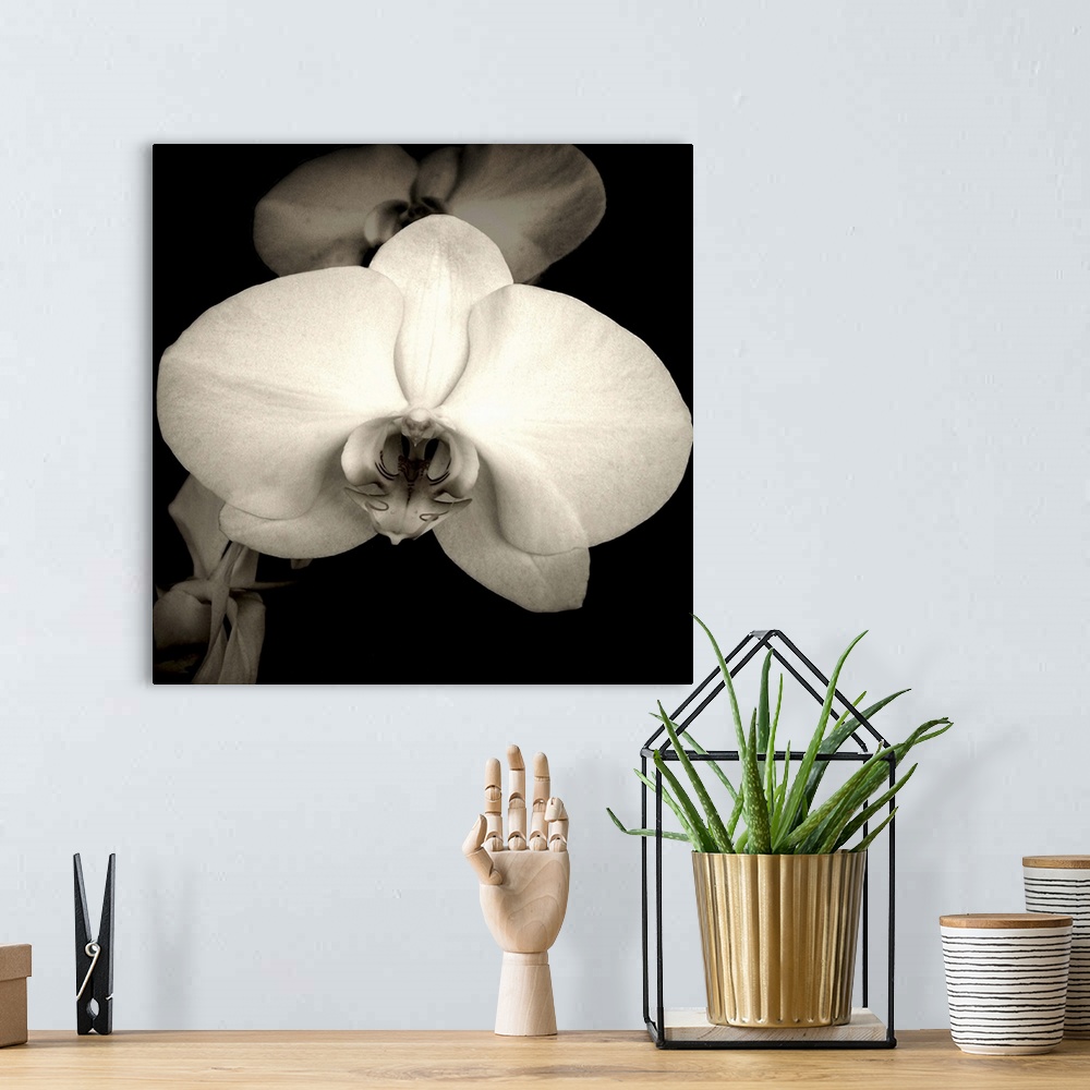 A bohemian room featuring A beautiful orchid in sepia.