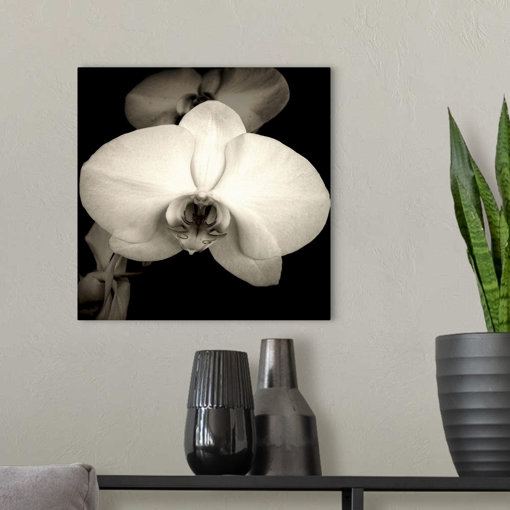 A modern room featuring A beautiful orchid in sepia.