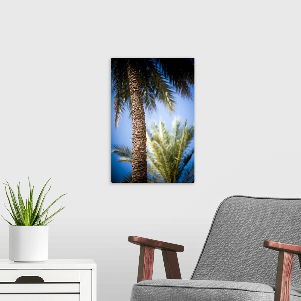 A modern room featuring Palm trees, Seville, Spain
