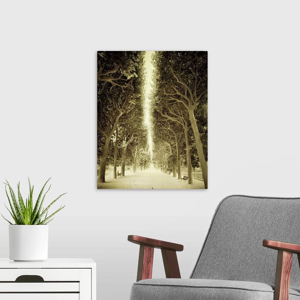 A modern room featuring Sepia toned photograph of the alley of trees in front of the Jardin des Plantes in Paris, France.
