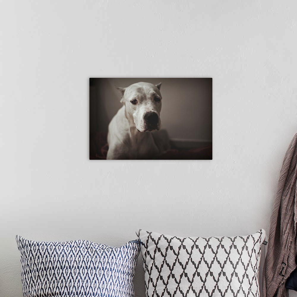 A bohemian room featuring portrait of a white argentinian mastiff