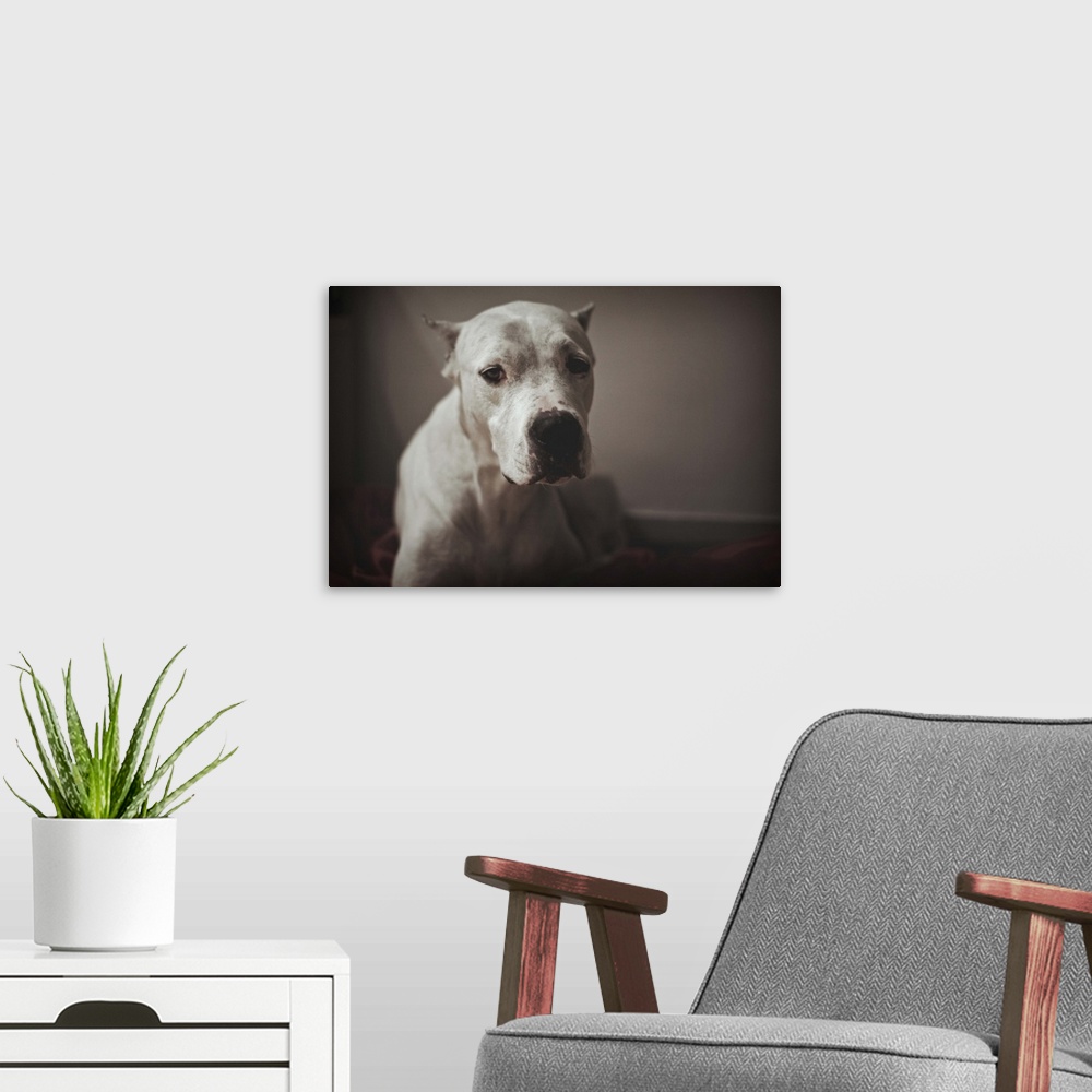A modern room featuring portrait of a white argentinian mastiff