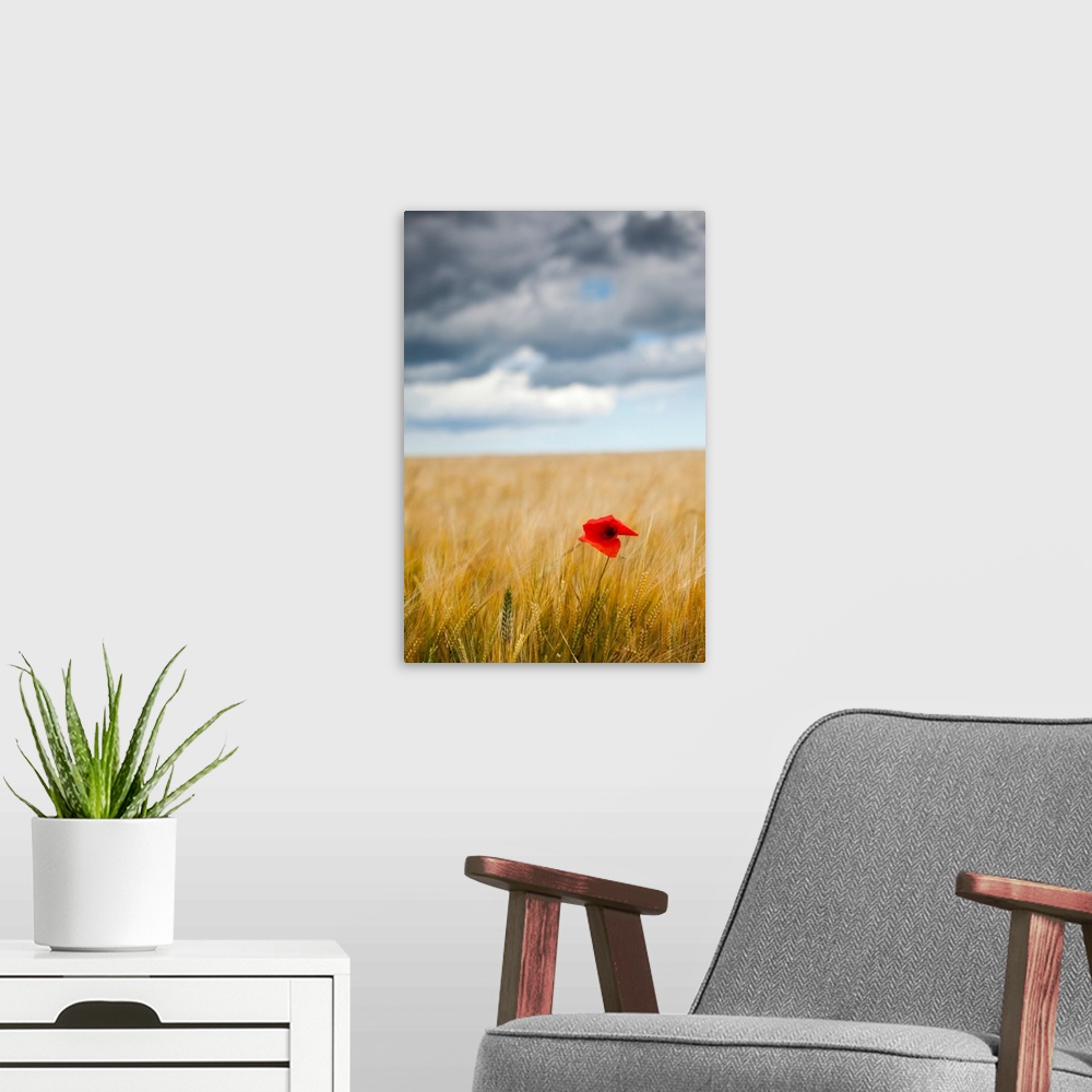 A modern room featuring Poppy Day
