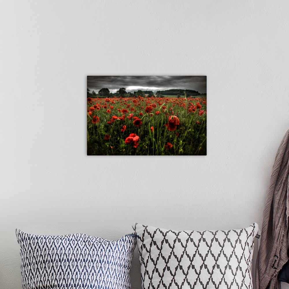 A bohemian room featuring Red poppies in a field