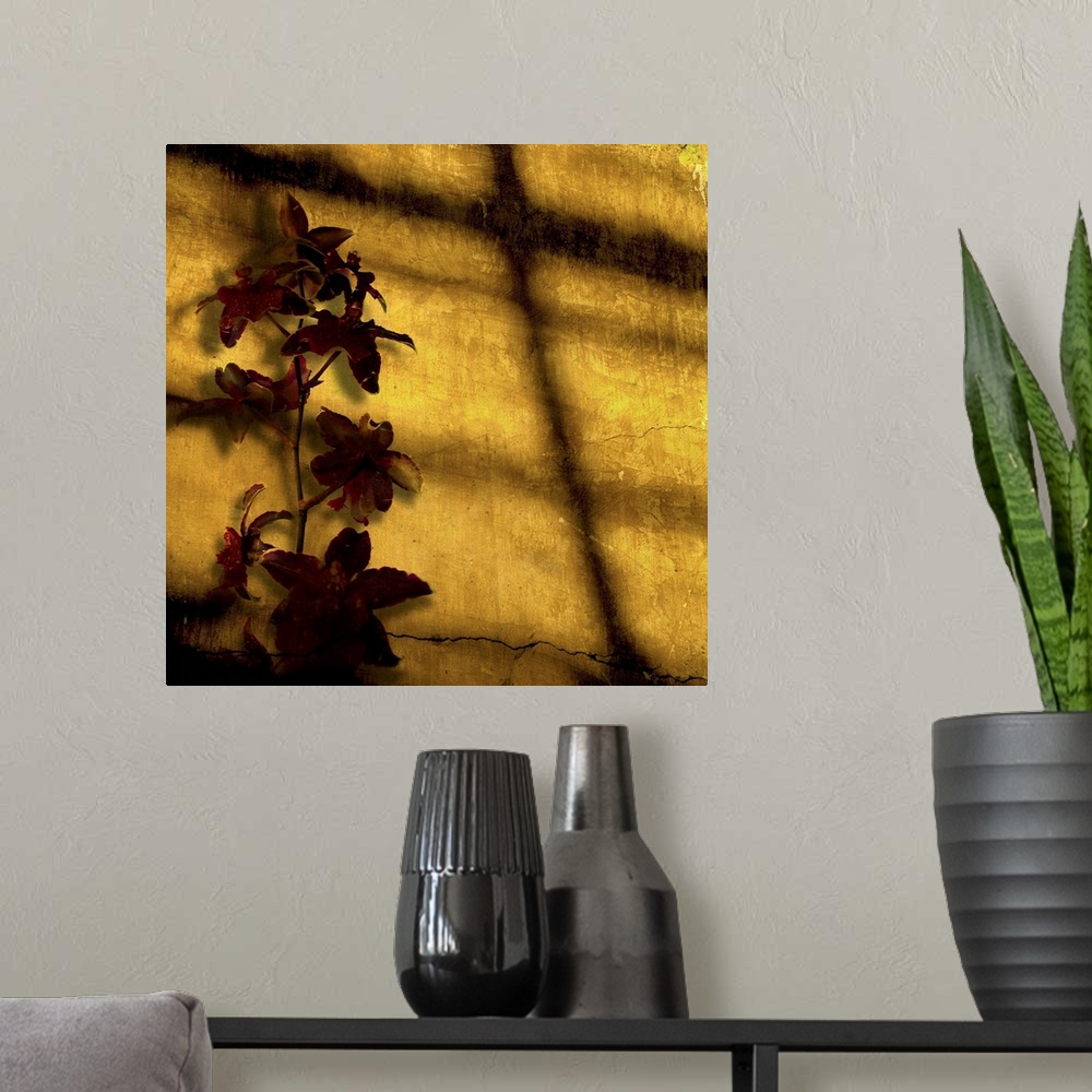 A modern room featuring A blood-red orchid against a cracked, golden stucco wall catches the setting sun.
