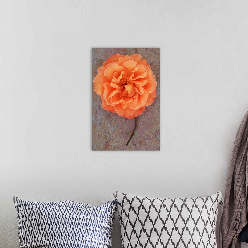 A bohemian room featuring Single orange bloom of Rose or Rosa Sallys lying with its stem on marbled slate with pink tone