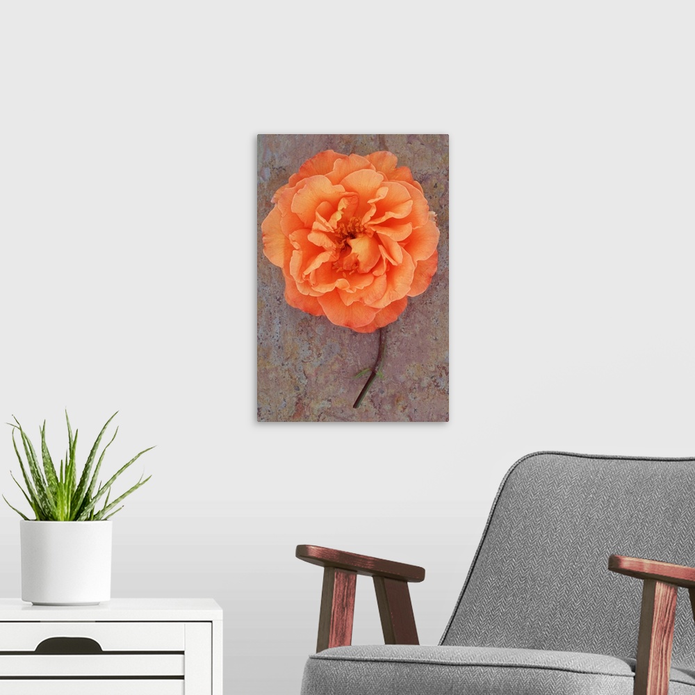A modern room featuring Single orange bloom of Rose or Rosa Sallys lying with its stem on marbled slate with pink tone