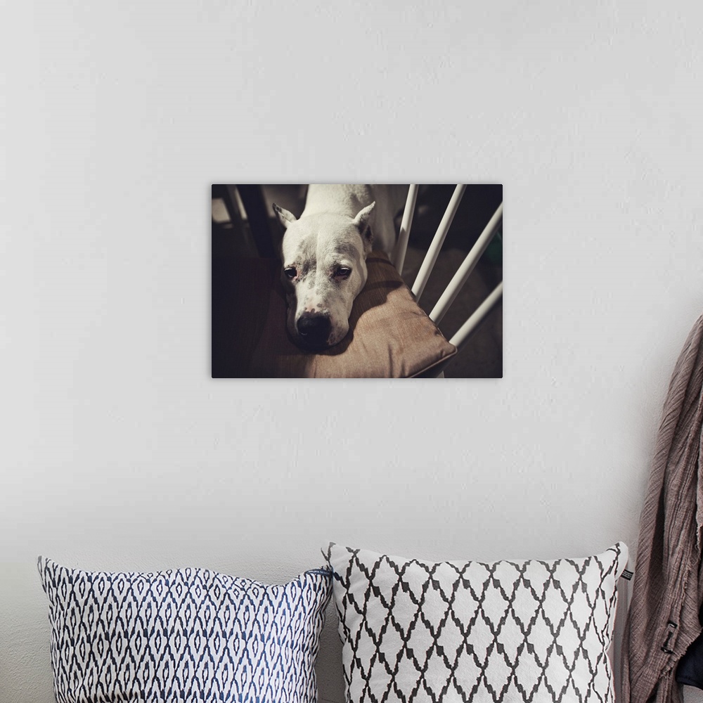 A bohemian room featuring a white dog looks sadly into the camera while leaning its head on a chair