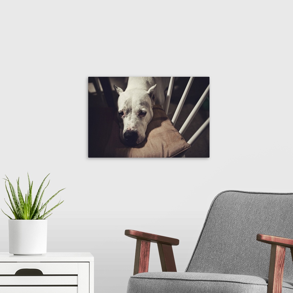 A modern room featuring a white dog looks sadly into the camera while leaning its head on a chair