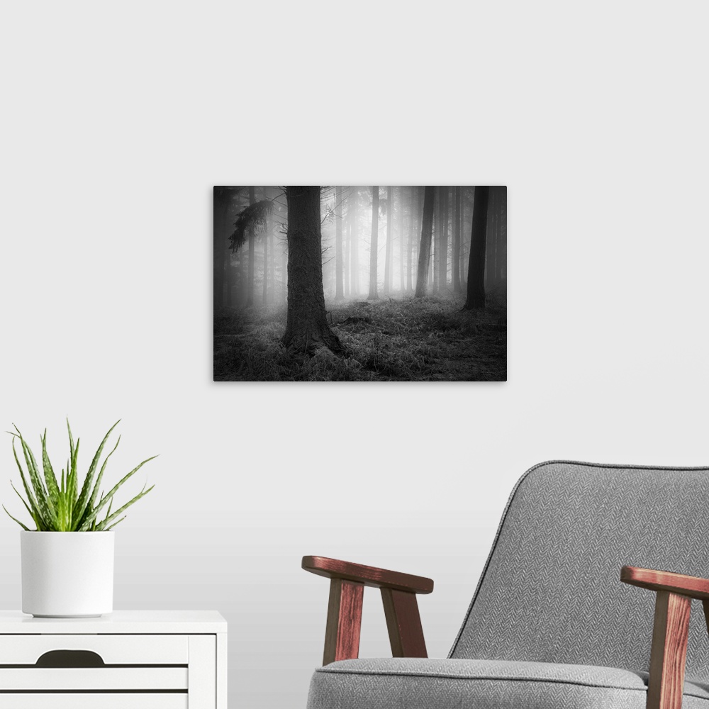 A modern room featuring Forest trees in the mist