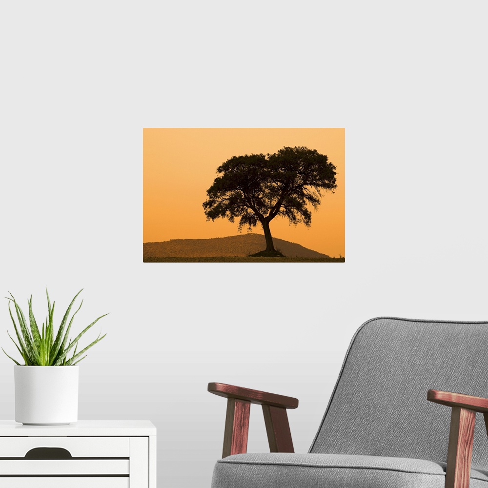 A modern room featuring Silhoette of a Holm oak on top of a hill, Andalusia, Spain