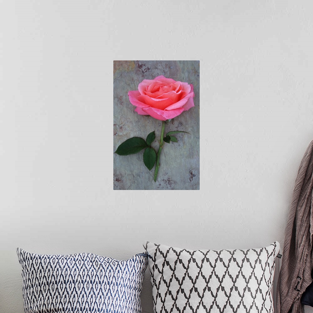 A bohemian room featuring Single pink bloom of Rose or Rosa Lovely Lady lying with its stem on marbled slate with pink tone