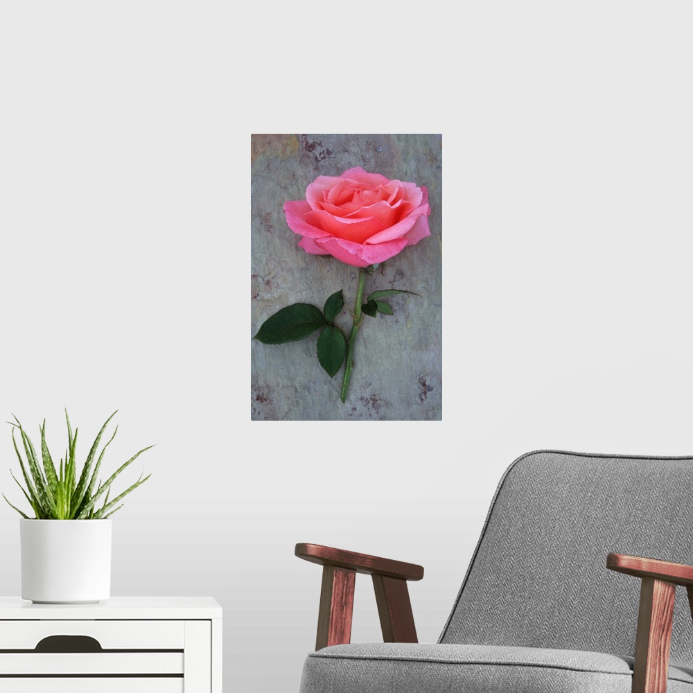 A modern room featuring Single pink bloom of Rose or Rosa Lovely Lady lying with its stem on marbled slate with pink tone