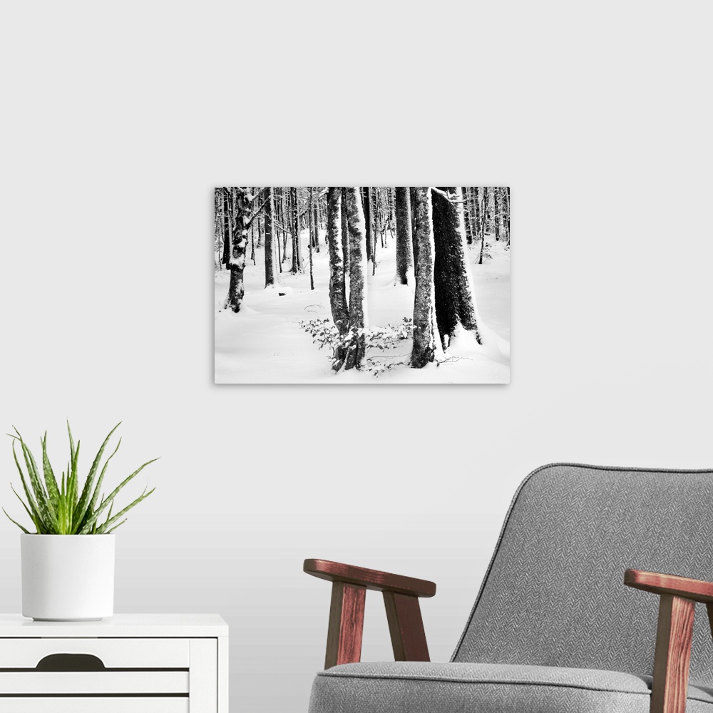 A modern room featuring Trees with blown snow attached to one side of the bark