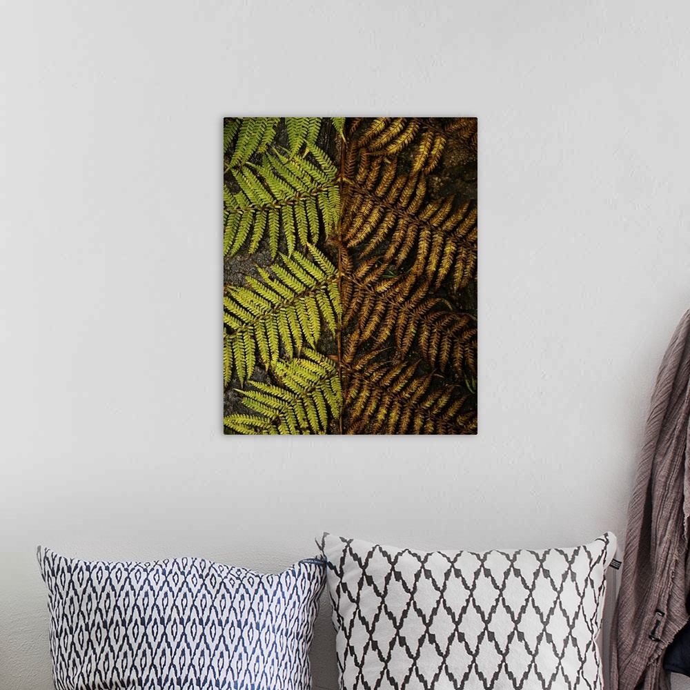 A bohemian room featuring Tree fern