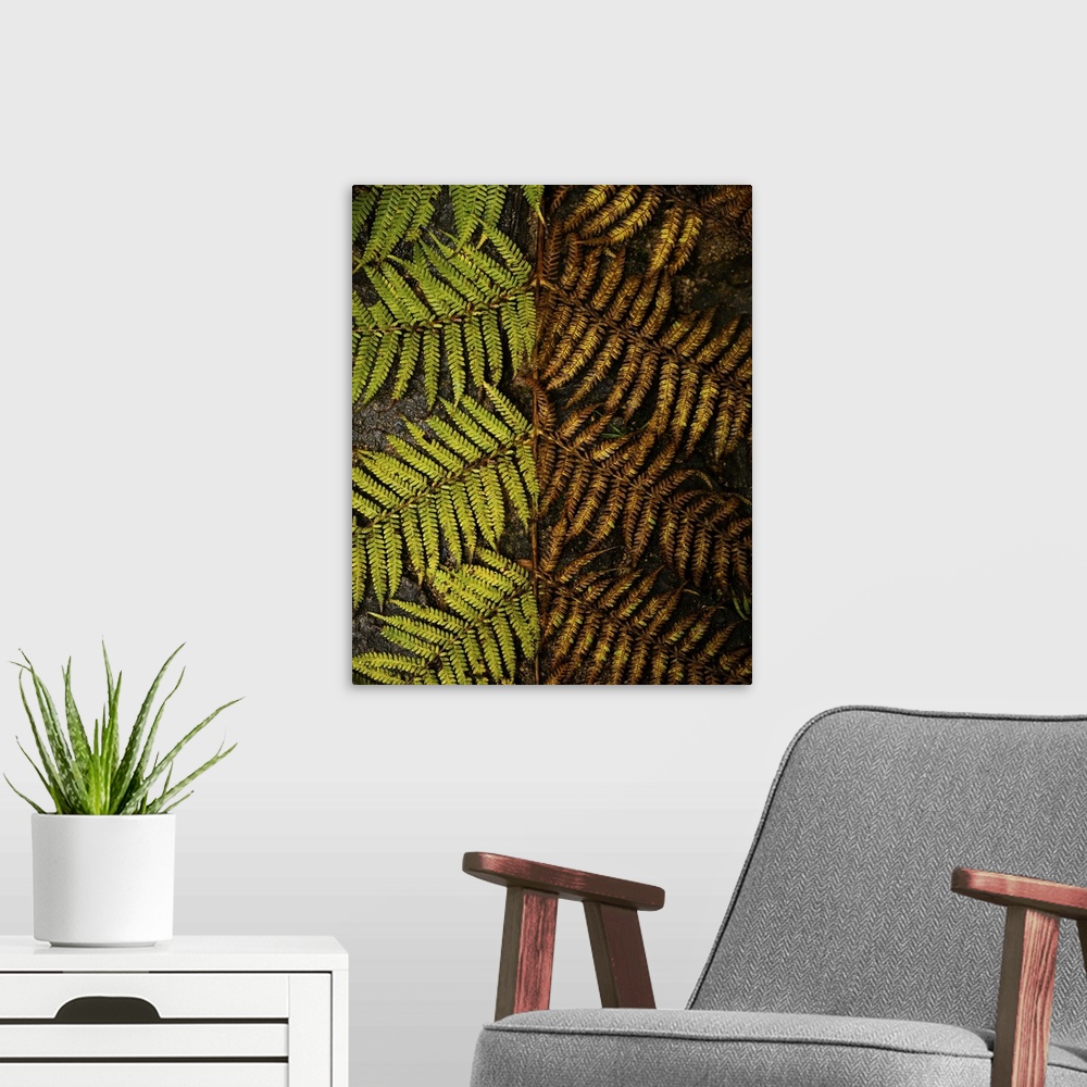 A modern room featuring Tree fern