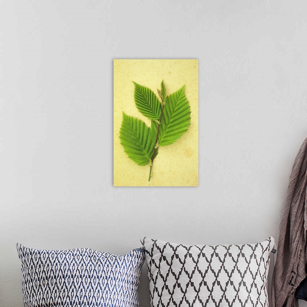 A bohemian room featuring Sprig of spring fresh green leaves of Hornbeam or Carpinus betulus tree lying on antique paper