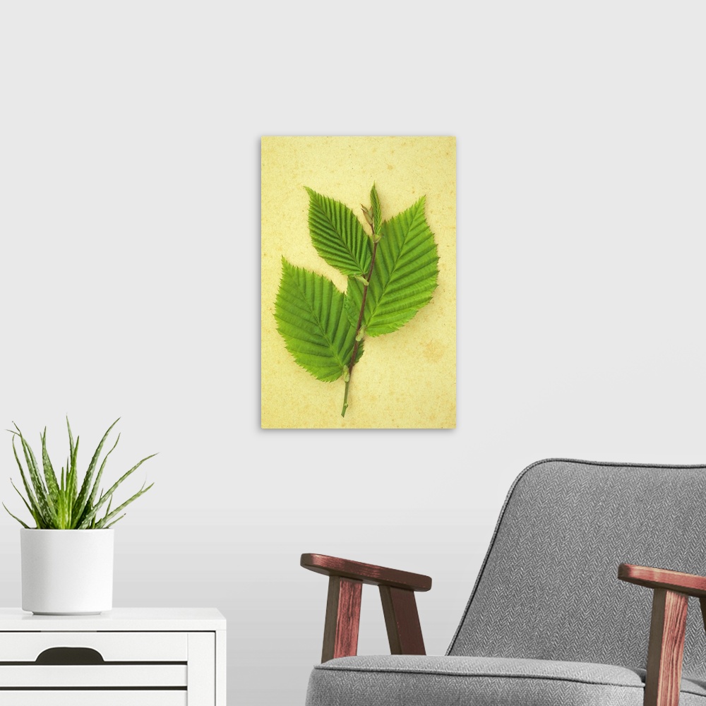 A modern room featuring Sprig of spring fresh green leaves of Hornbeam or Carpinus betulus tree lying on antique paper