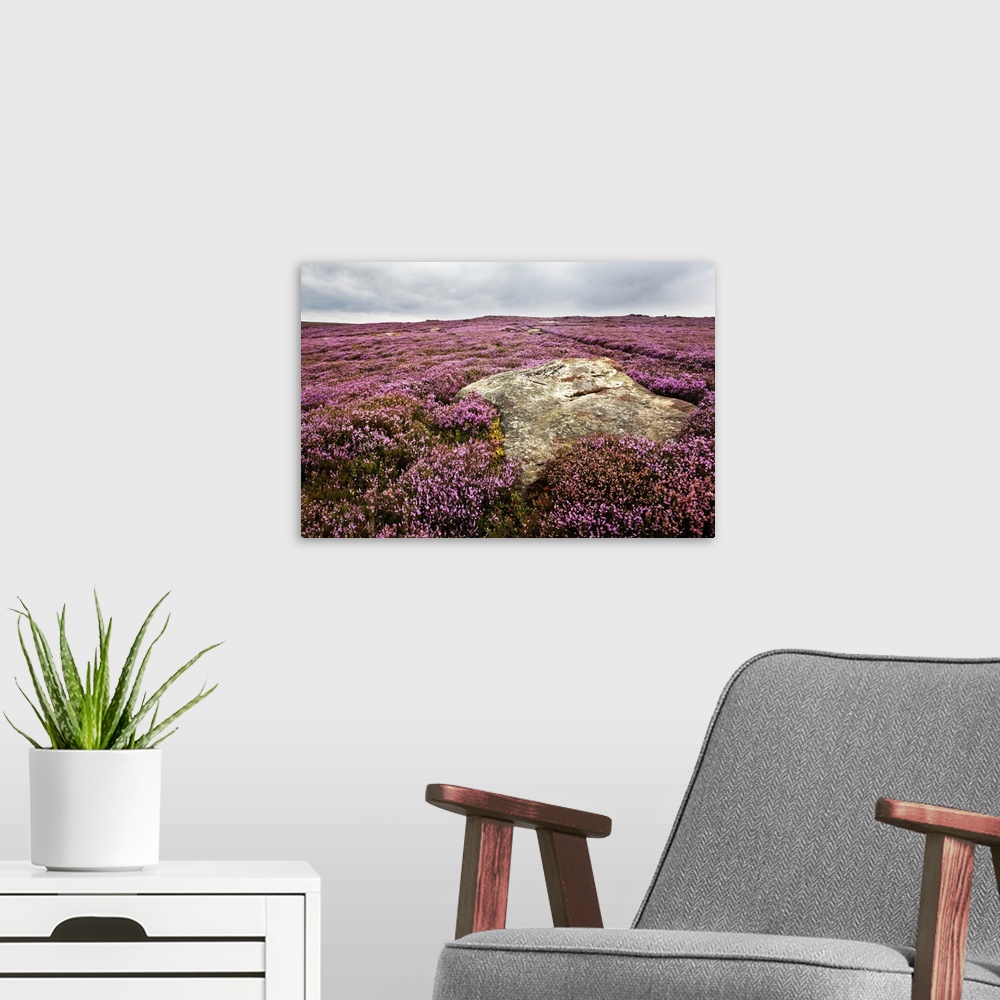 A modern room featuring Remote rural location with heather in the north of England.
