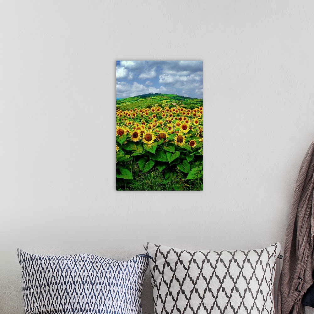 A bohemian room featuring A field of blooming sunflowers on a bright summer day with hill in distance