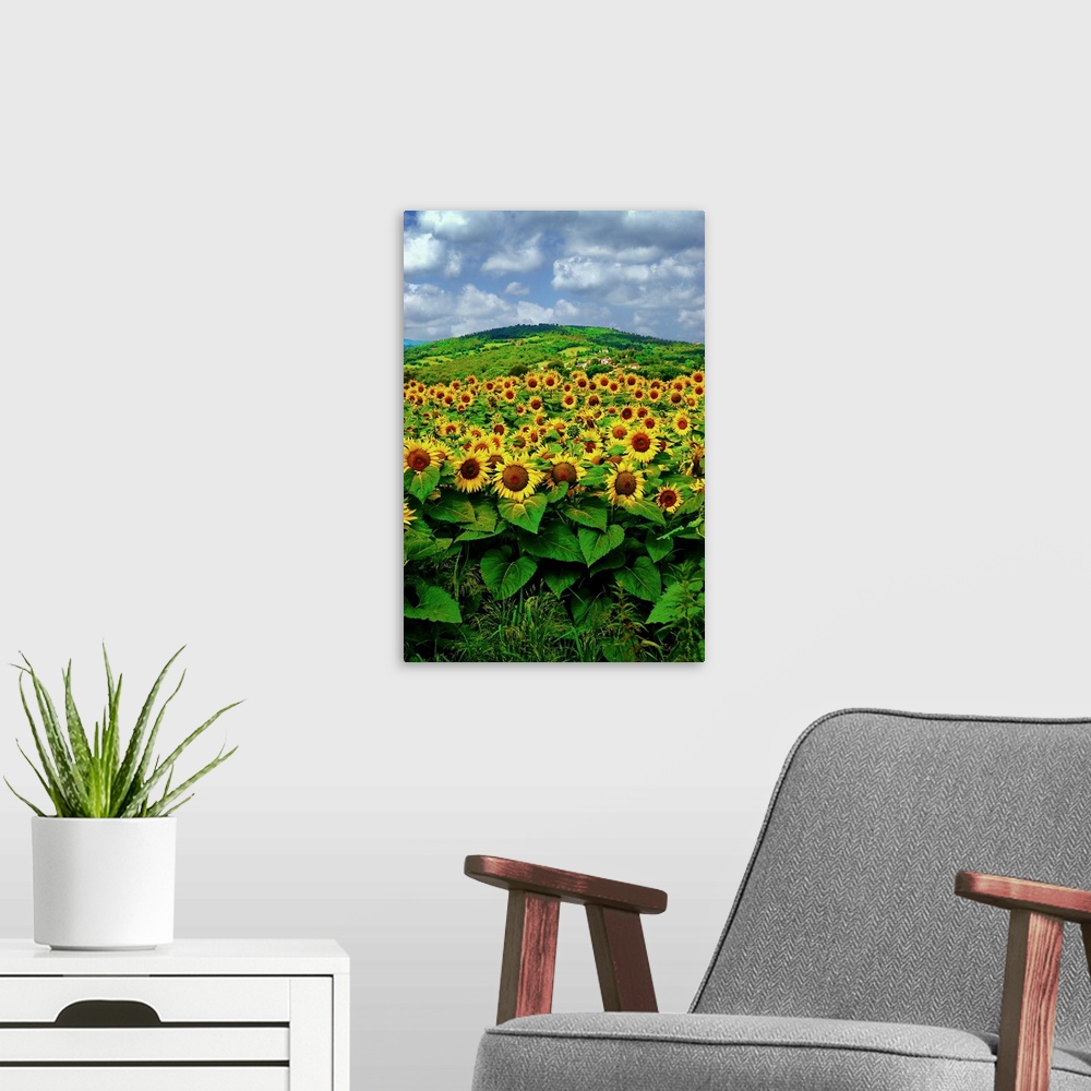 A modern room featuring A field of blooming sunflowers on a bright summer day with hill in distance